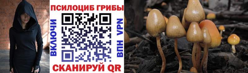 Псилоцибиновые грибы Cubensis  продажа наркотиков  OMG онион  Елизаветинская 